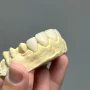 Foto 1:  JCM Prótese Dental